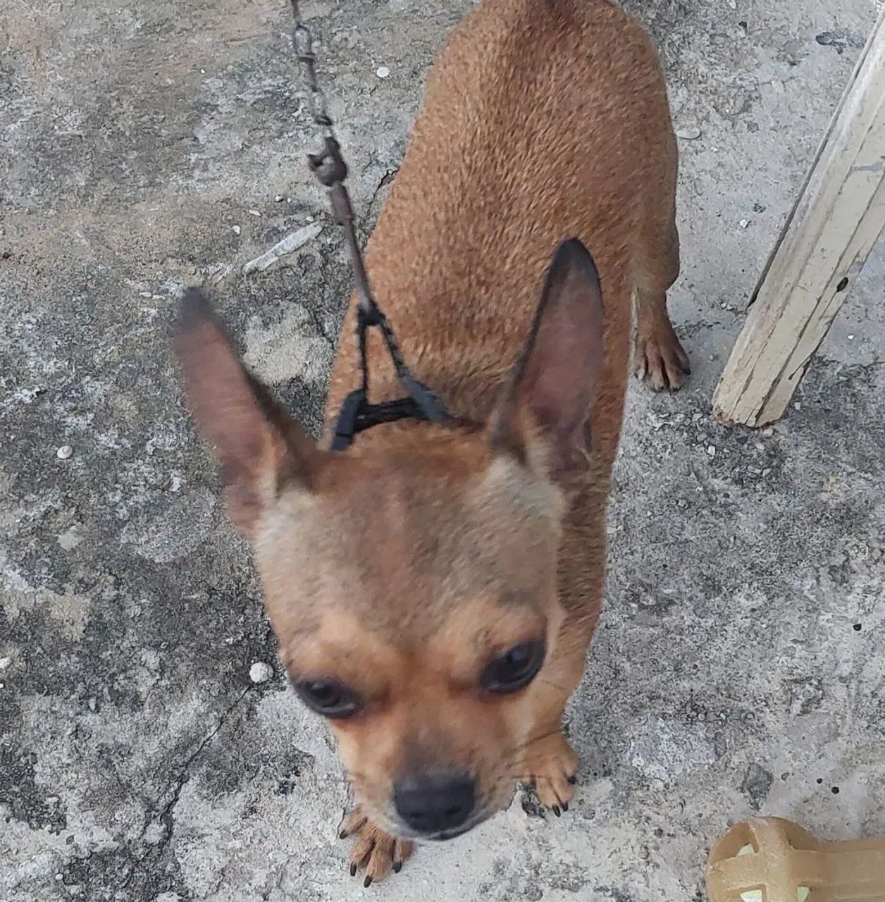 Animais de estimação  - Foto 2