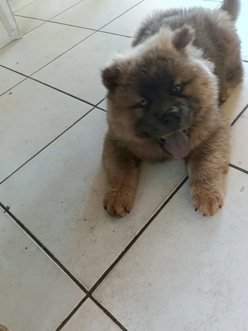 Cachorro 