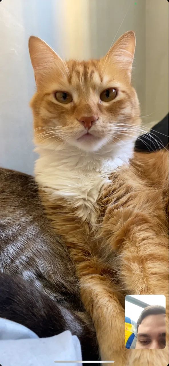Adoção gato - Foto 2