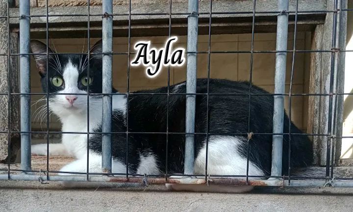AYLA PARA ADOÇÃO  - Foto 3