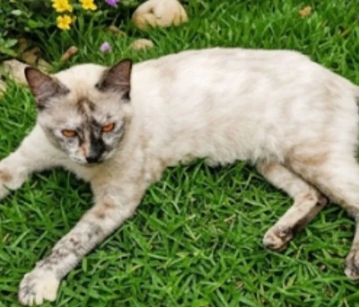 Doação de gata, amiga, calma.