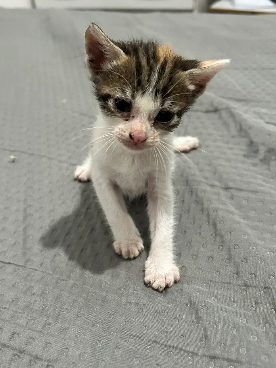 Gatos doação  - Foto 5