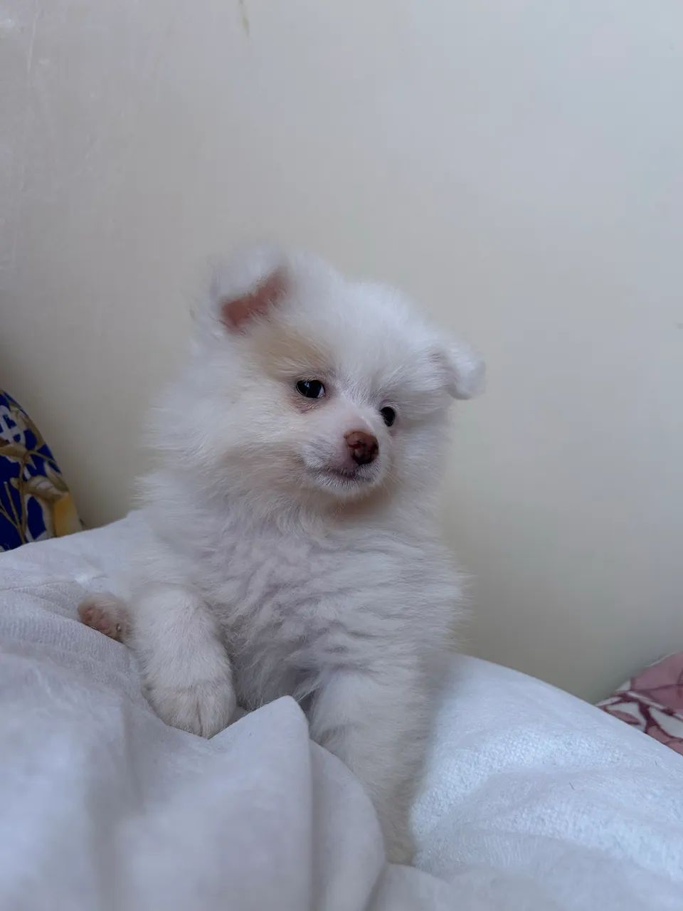 Spitz alemão anã  - Foto 3