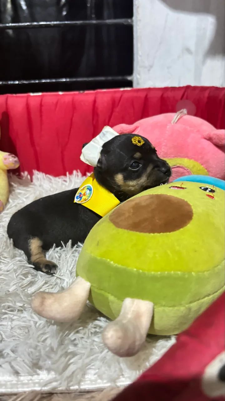 Pinscher micros - Foto 3