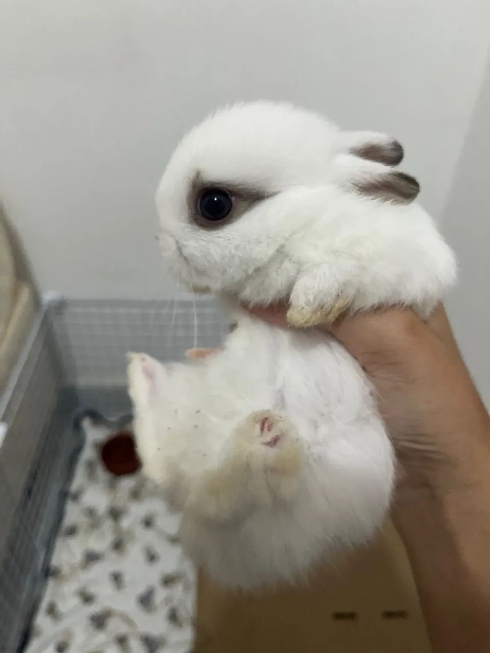 Coelho anão netherland dwarf 
