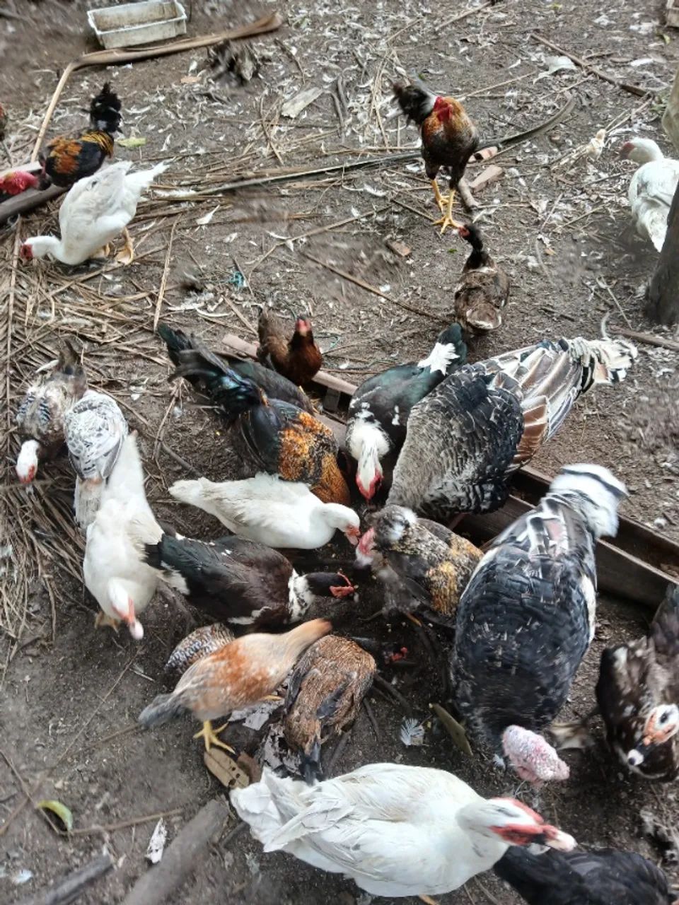 Patos vivos e abatido.  - Foto 2