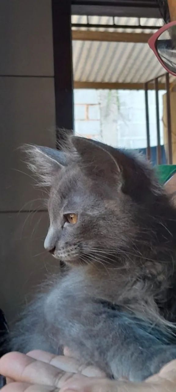 Adoção responsável 