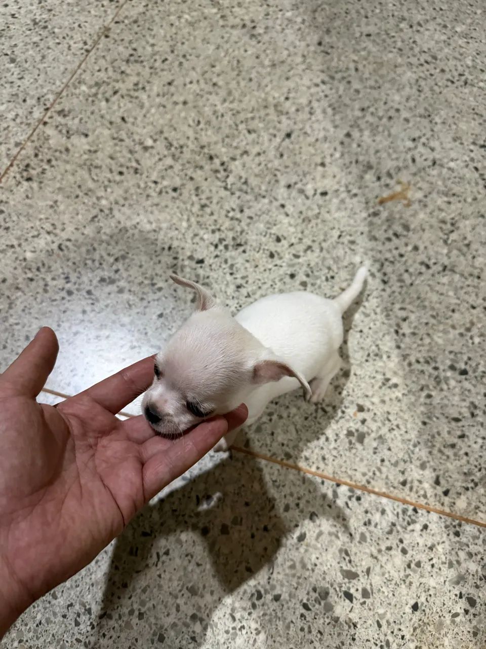 Chihuahua Macho  - Foto 3
