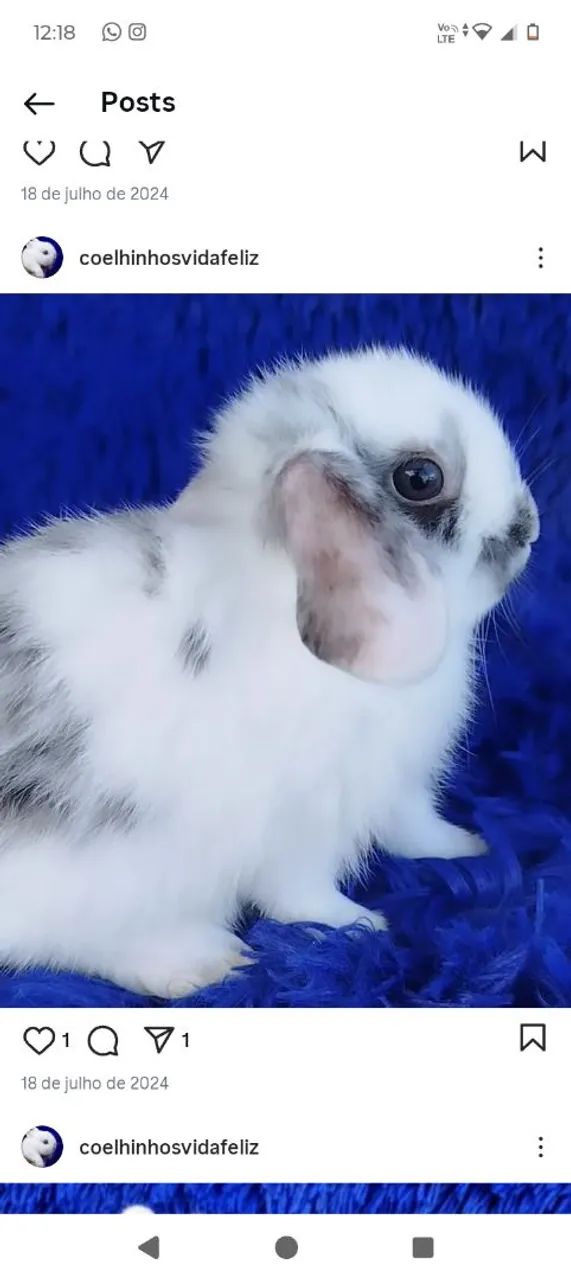 Raças puras de alto padrão  - Foto 3