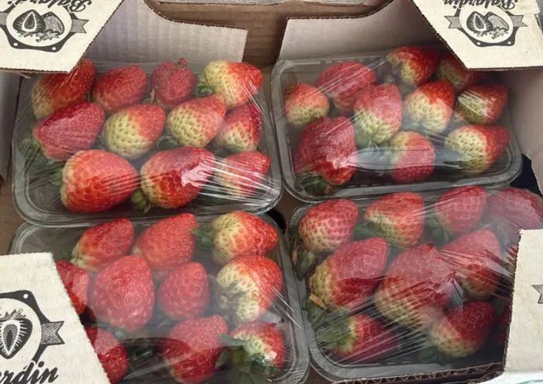 Morangos deliciosos + entrega à domicílio 