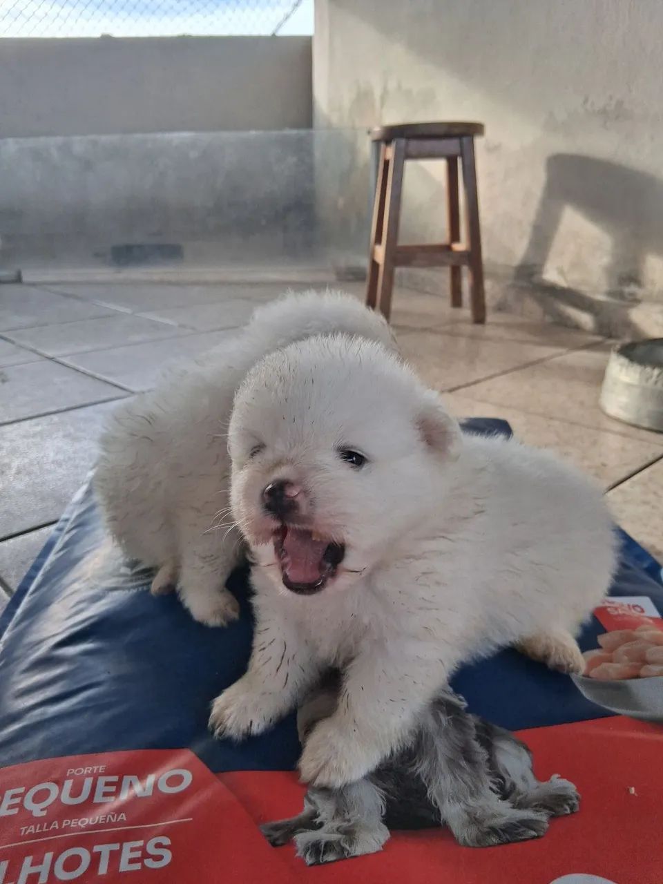 Spitz alemão  - Foto 2
