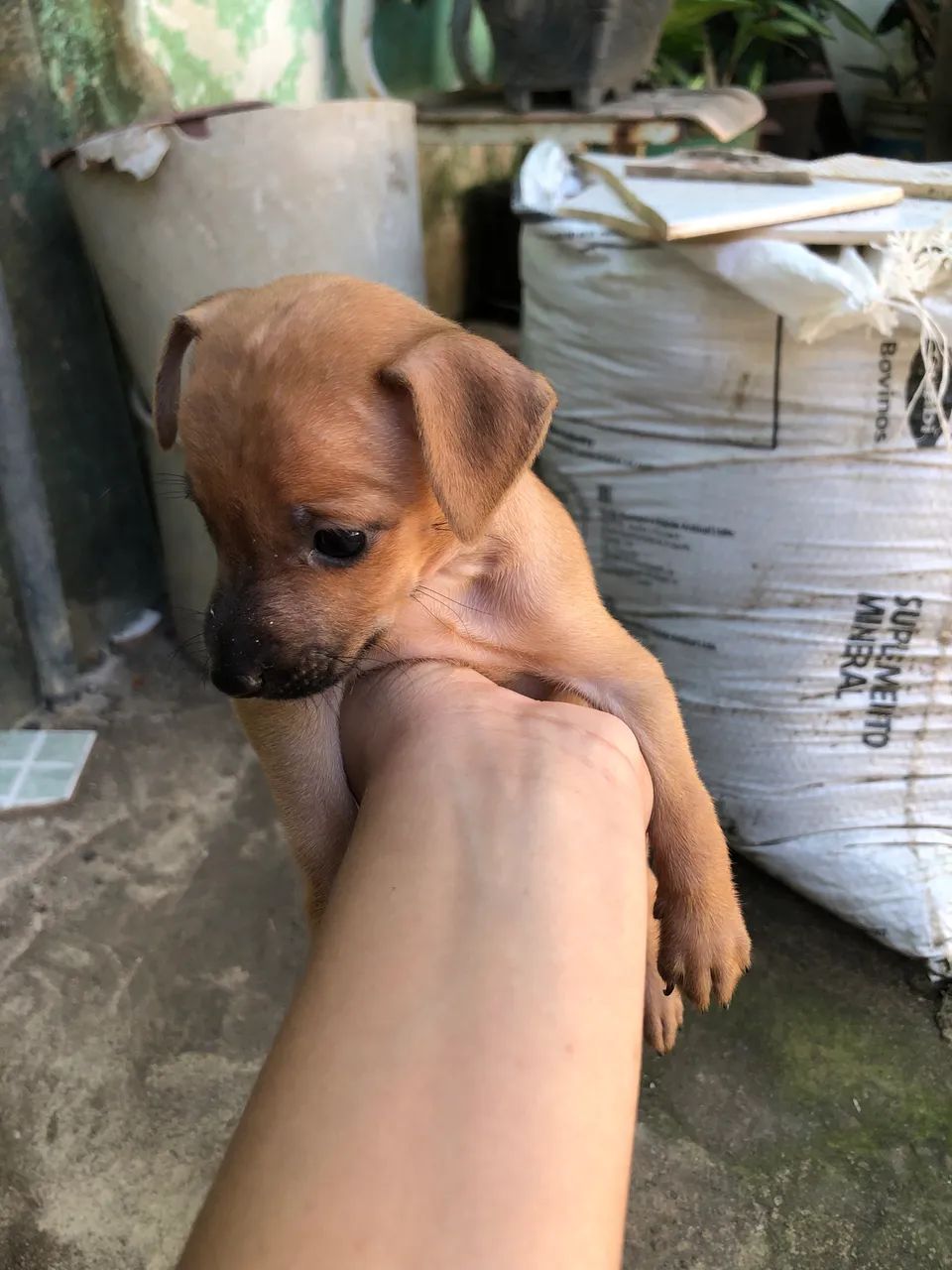 Pinscher  - Foto 4