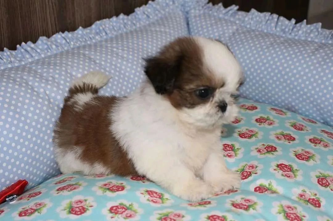 SHIHTZU perninhas curtas  - Foto 3