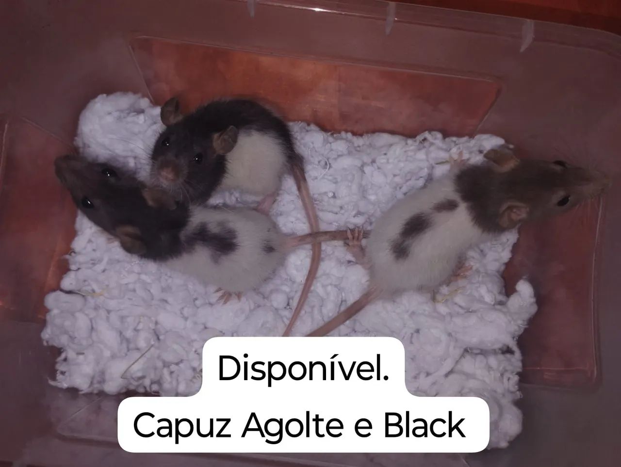 Ratos Twister disponível para pet.  - Foto 2