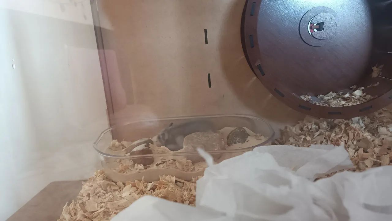 Hamster anão russo com terrario e gaiola + sementes e pedras - Foto 4