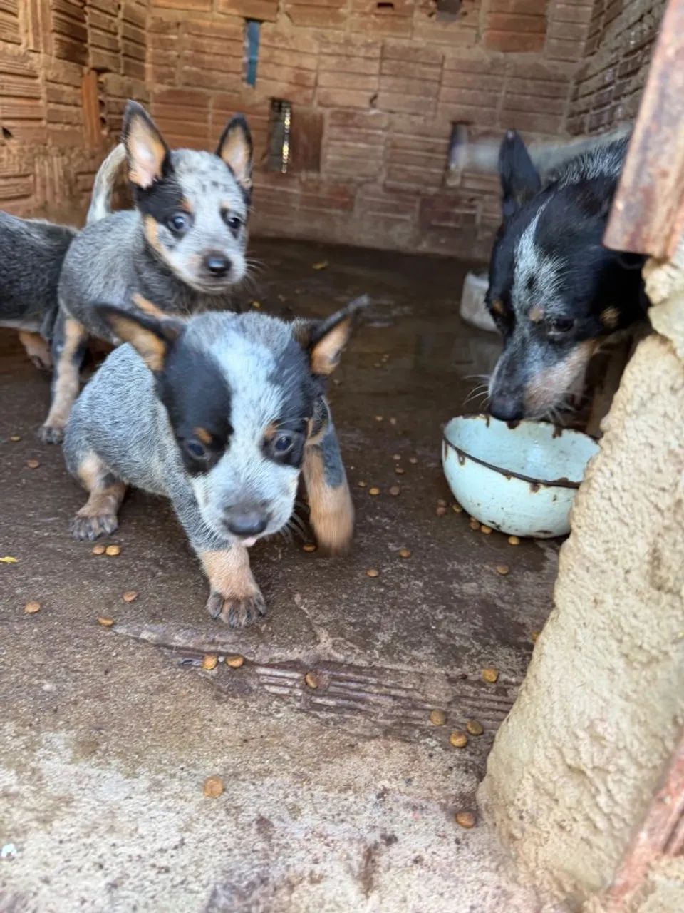 Cachorros filhotes  - Foto 2