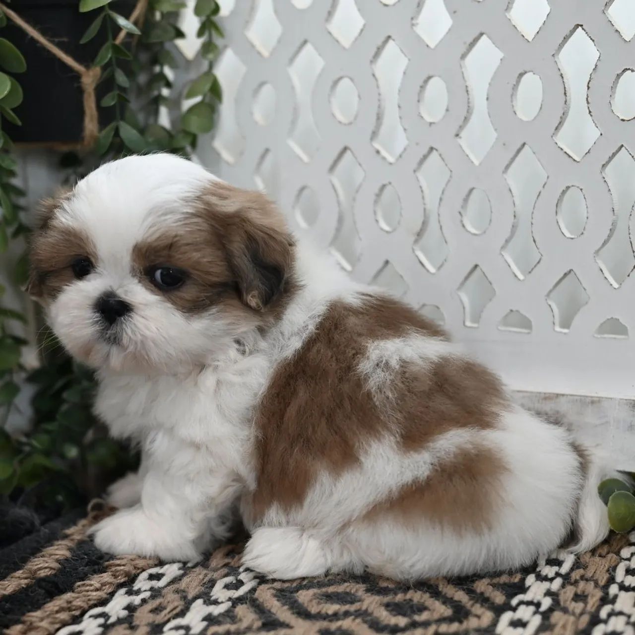 Lhasa Apso/ Temperamento Calmo 