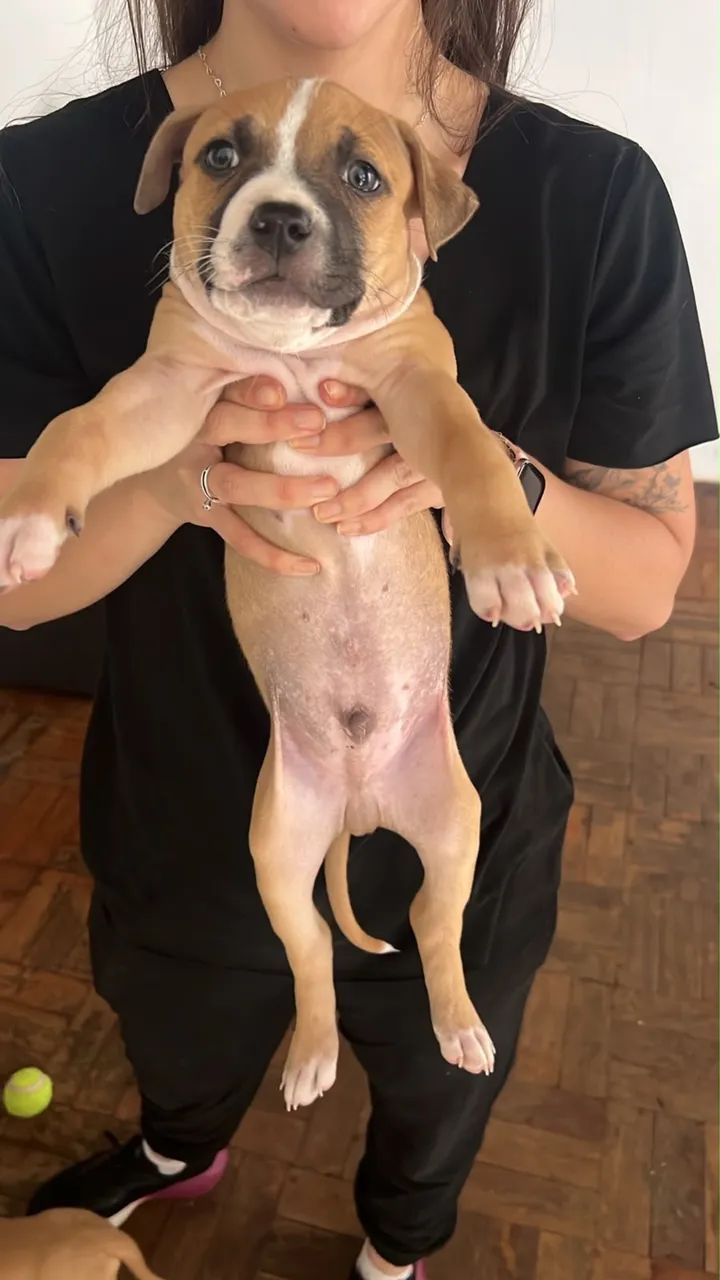 Filhotes de Pitbull  - Foto 3
