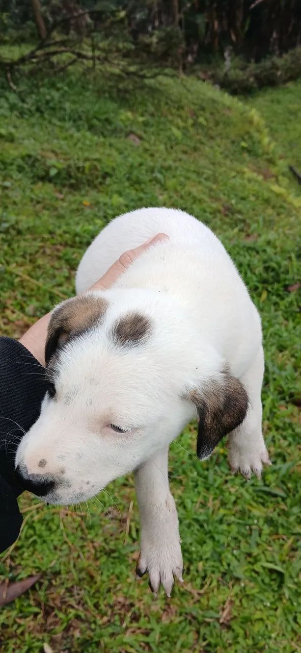 Doação de cachorro macho 45 dias - Foto 3