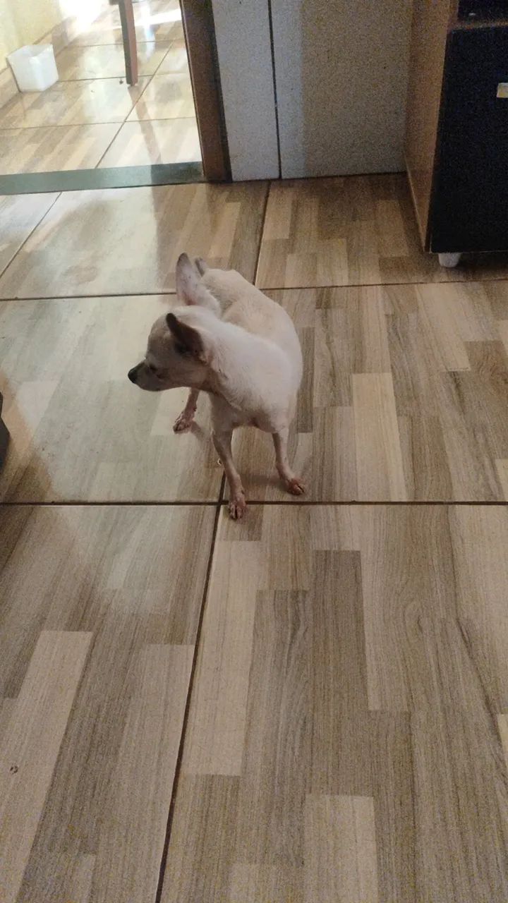 Pincher  - Foto 2