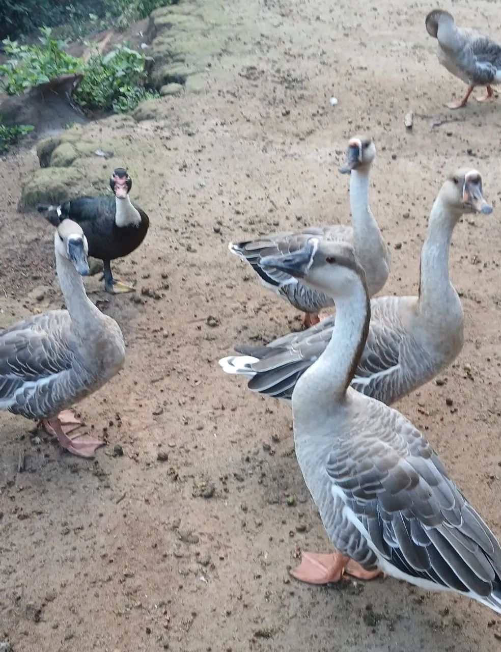 Gansos  - Foto 4