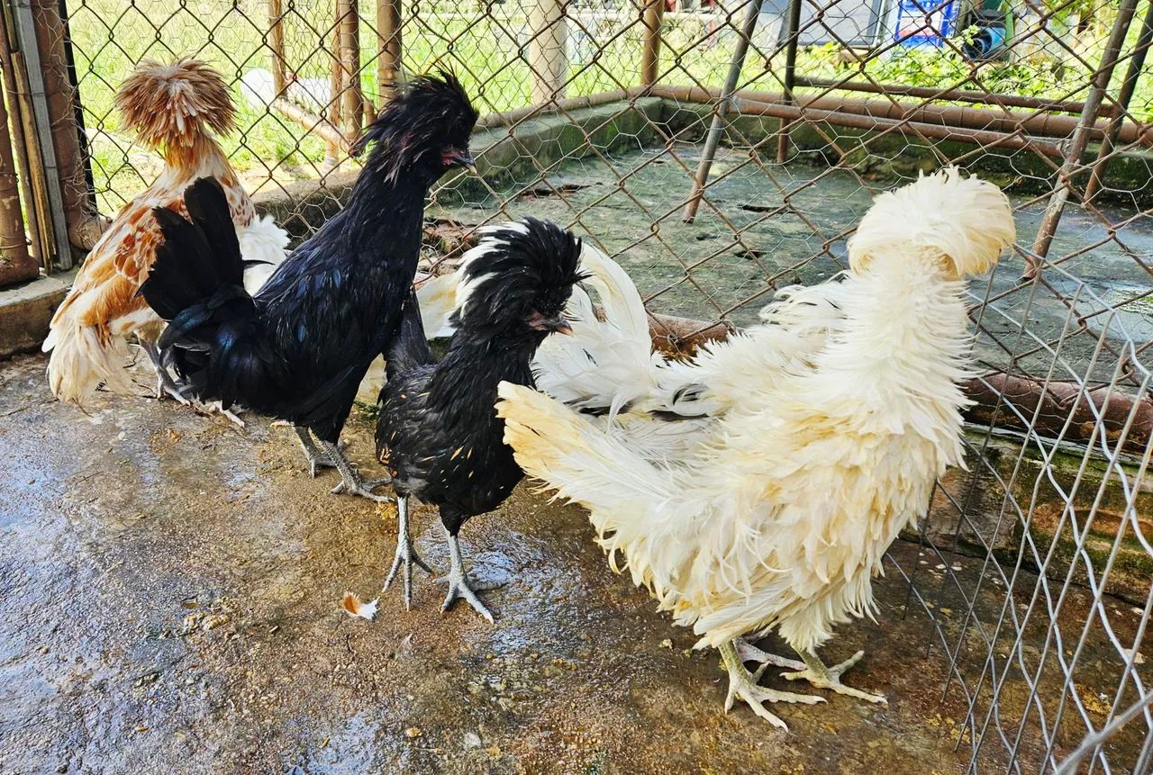 Franga e Frango Polonesa - Foto 5