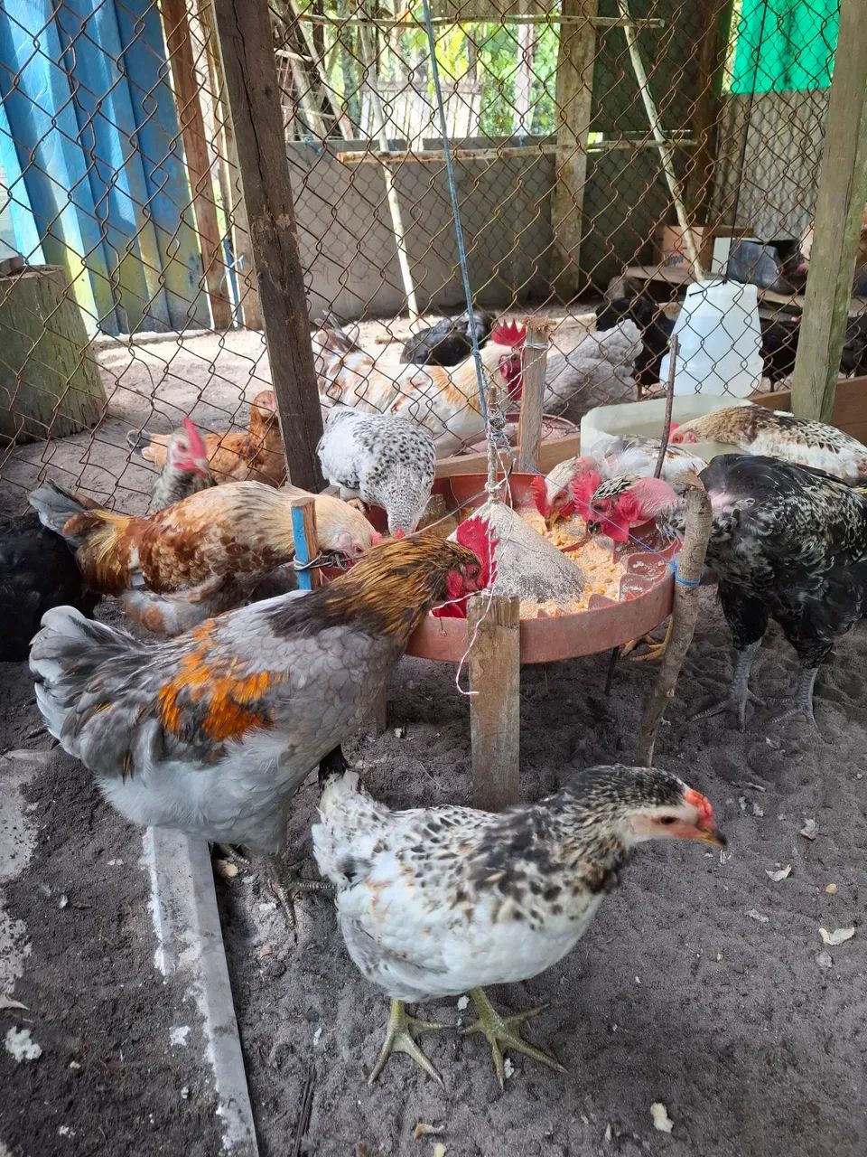 Vende-se Frango  - Foto 5
