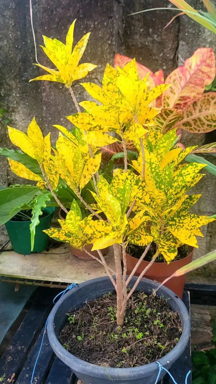 Lindas plantas  - Foto 2