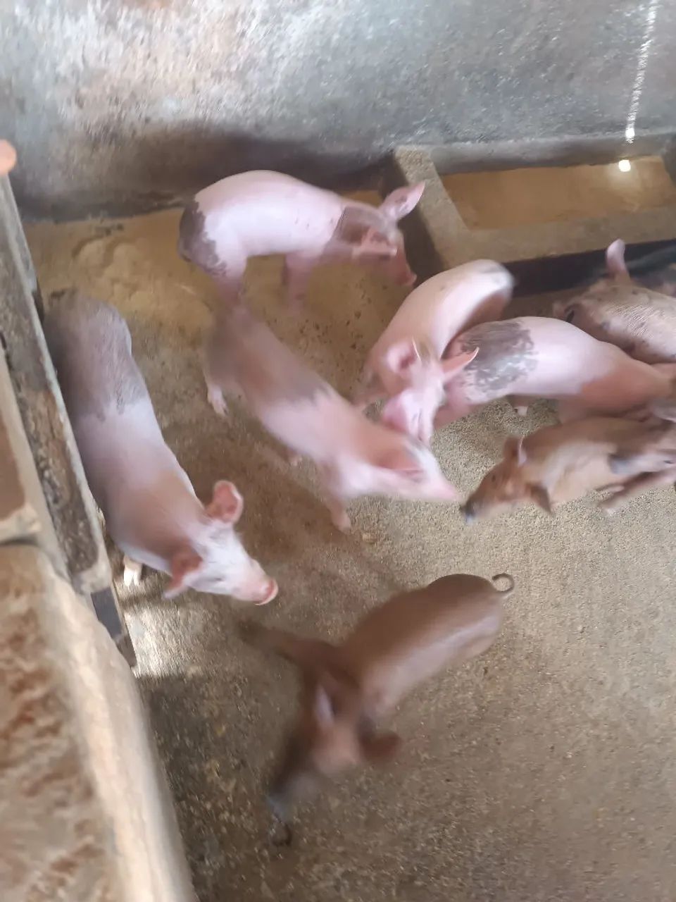 Porcos