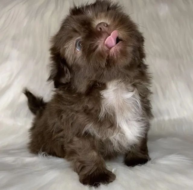 shih tzu pequenos e saudaveis  - Foto 2