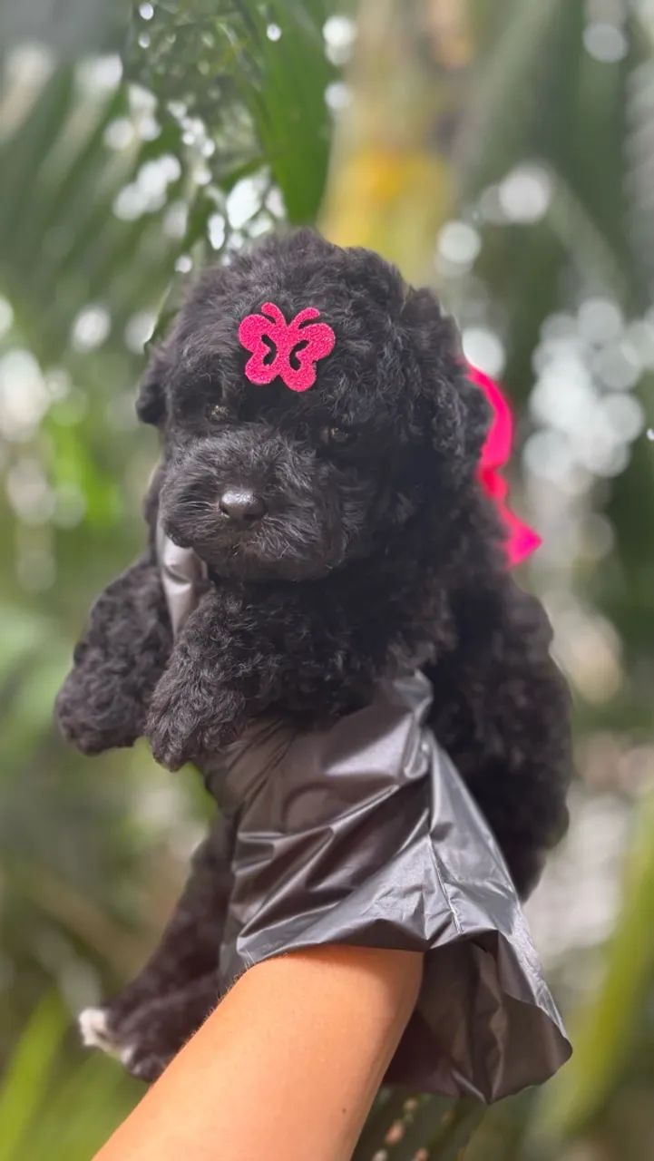 Poodle macho e fêmea  - Foto 5