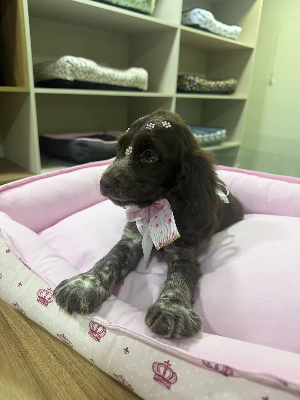 Cocker spaniel inglês - Foto 4