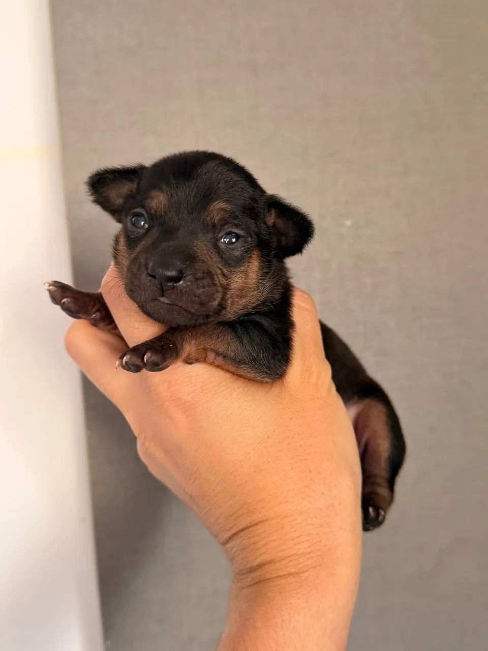 Pinscher Zero