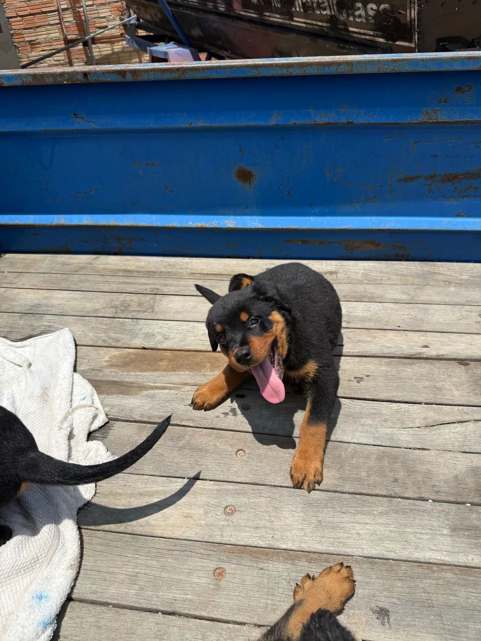 Filhotes de Rottweiler Puros  - Foto 3