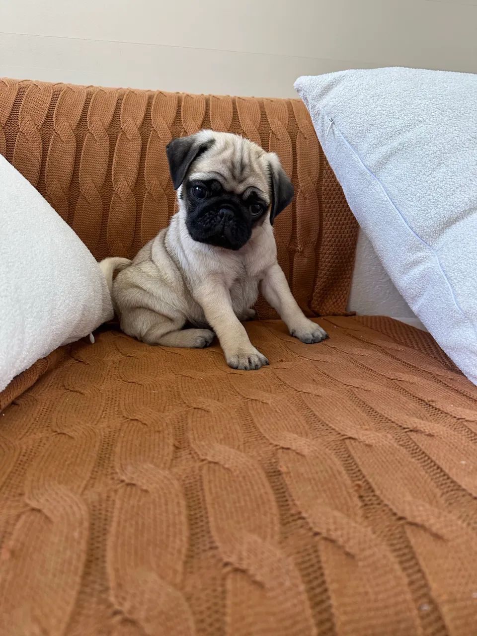 Pug Macho com Pedigree  - Foto 2