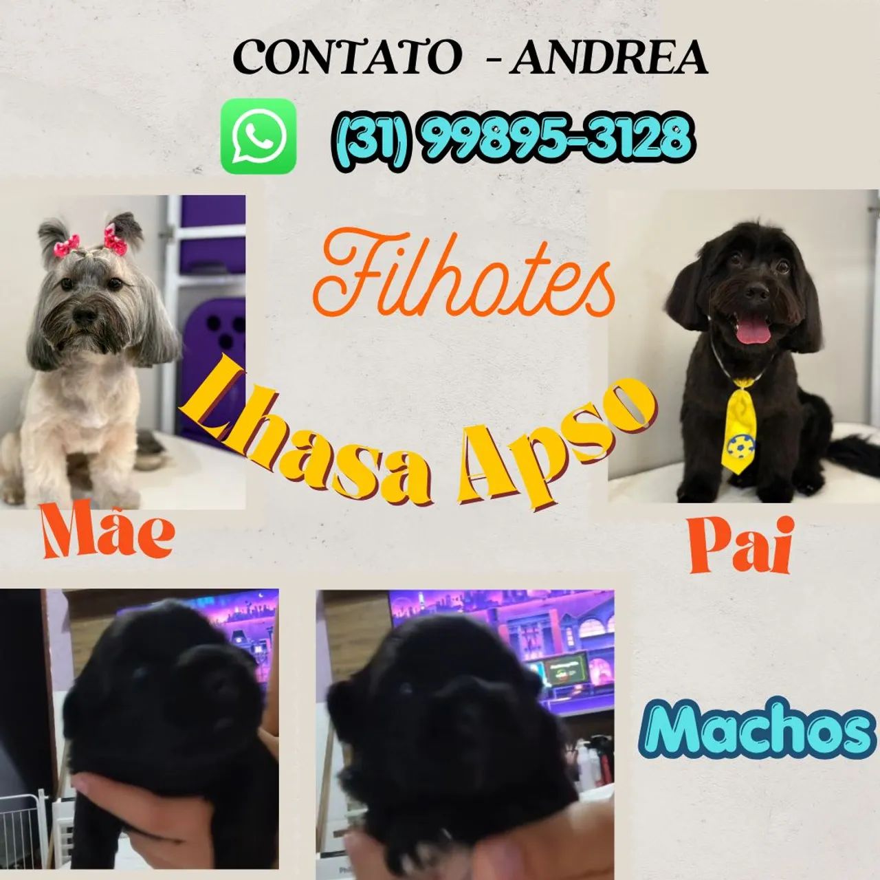 Filhotes Lhasa Apso 