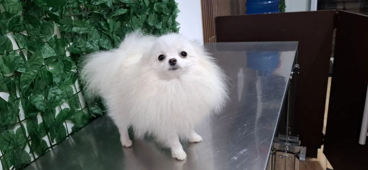 Spitz alemão anão mini - Foto 4