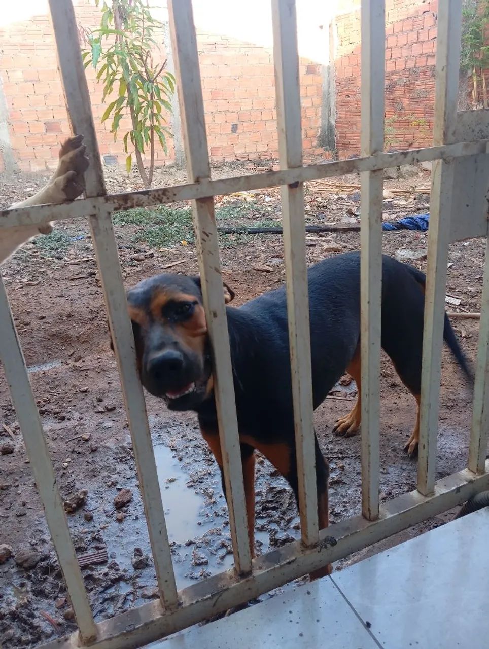Pet para adoção, misturado com Rottweiler - Foto 2