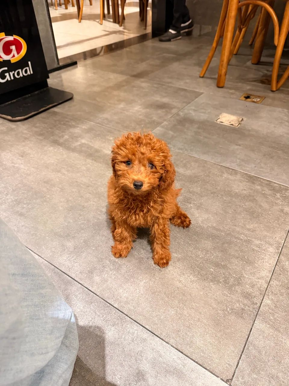 Poodle Red Anão  - Foto 2