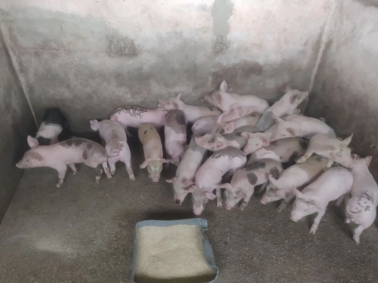 Bacurinhos 