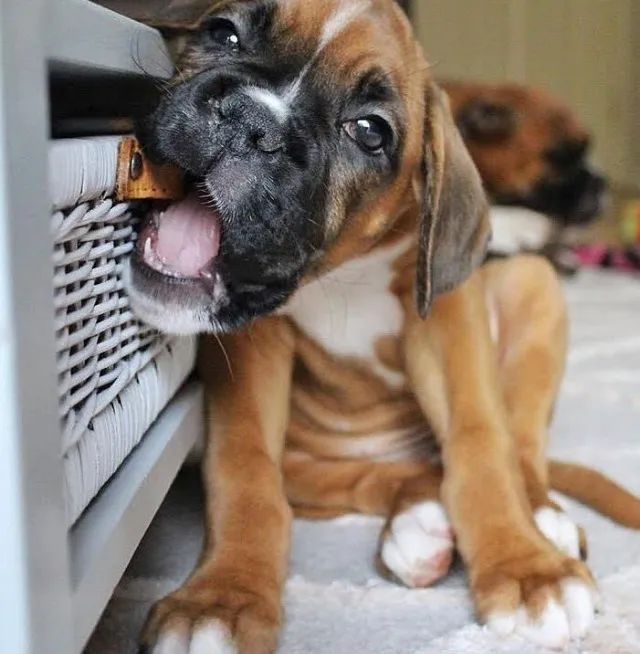 Boxer Afeto que chega caminhando devagar