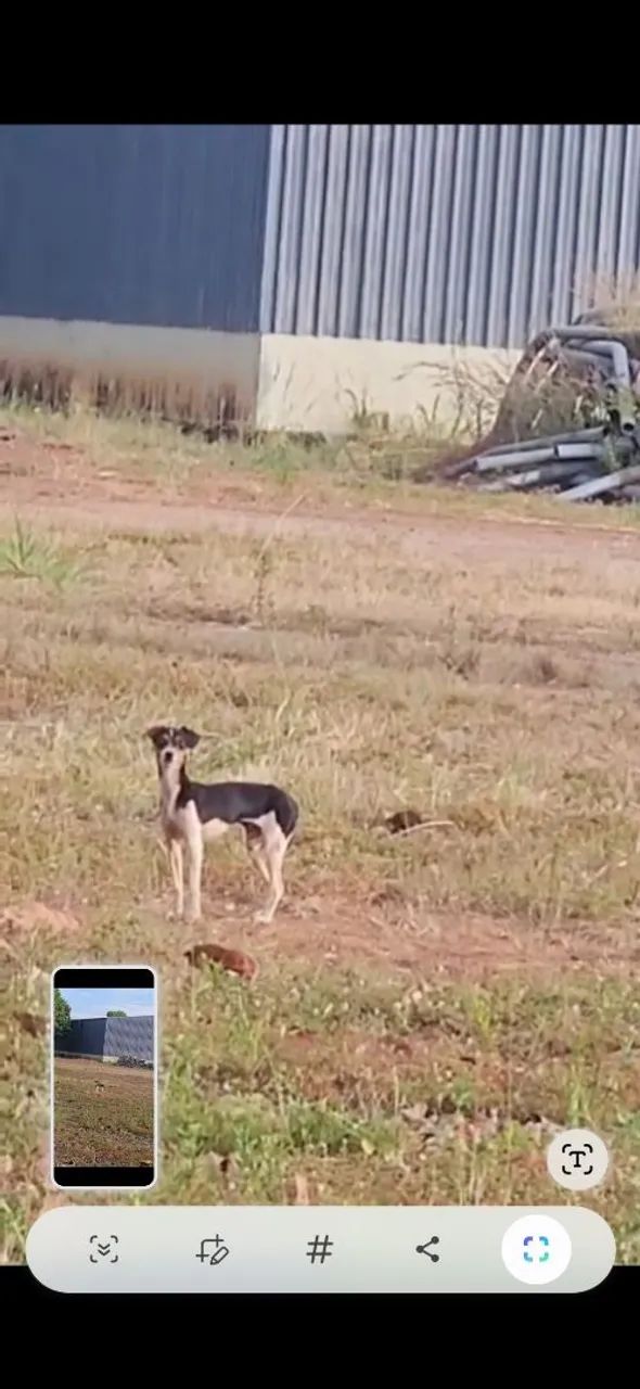Adoção responsável urgente.  - Foto 3