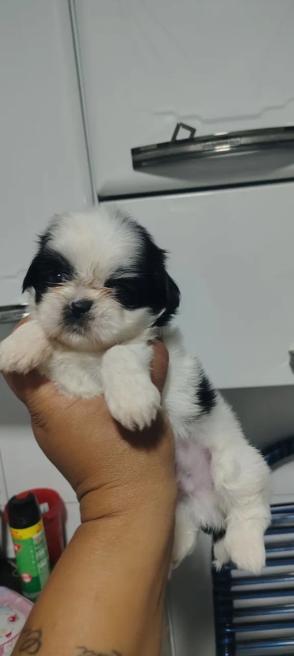 Vendo shiituz mine feminha e macho 