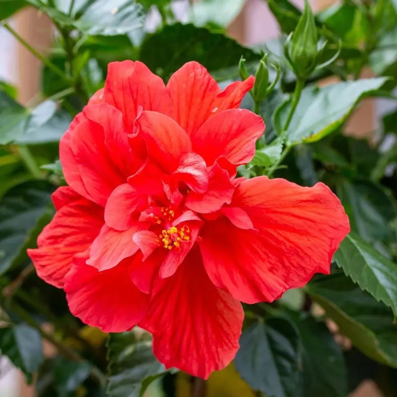 Muda de hibisco  - Foto 3