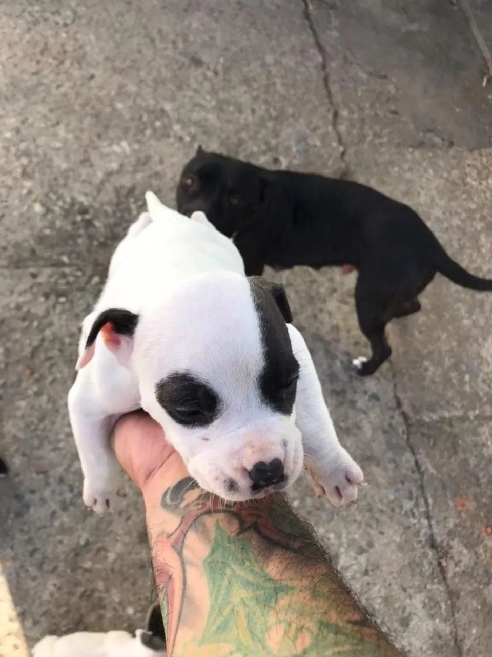 Filhotes de American Bully. Contato * - Foto 4