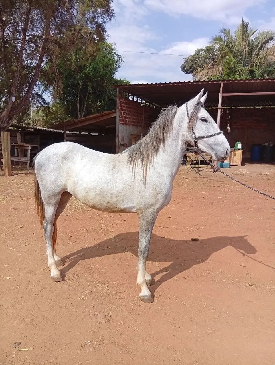 Potro a venda. Registrado - Foto 3