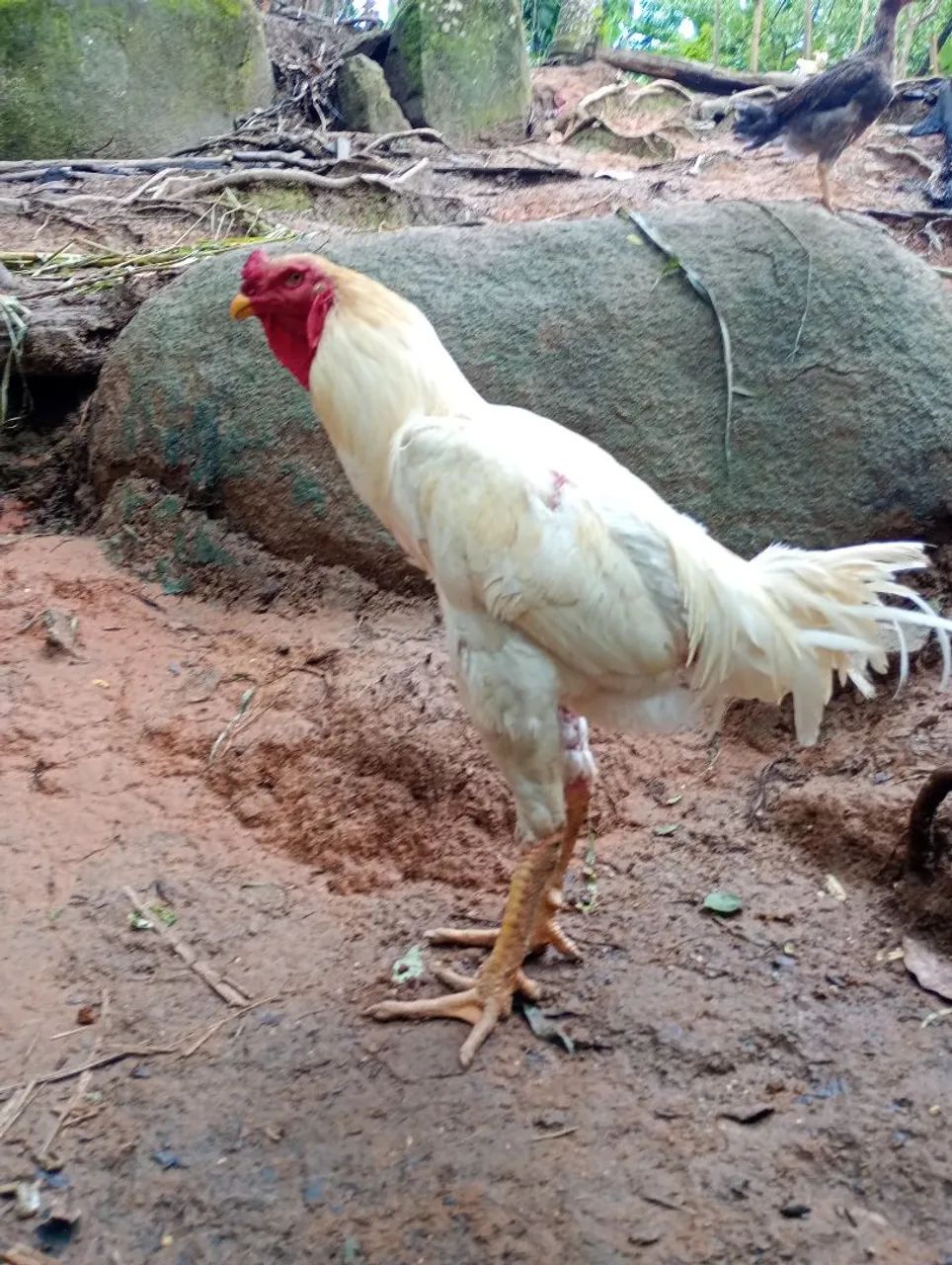 Pintos de índio gigante/ gsb