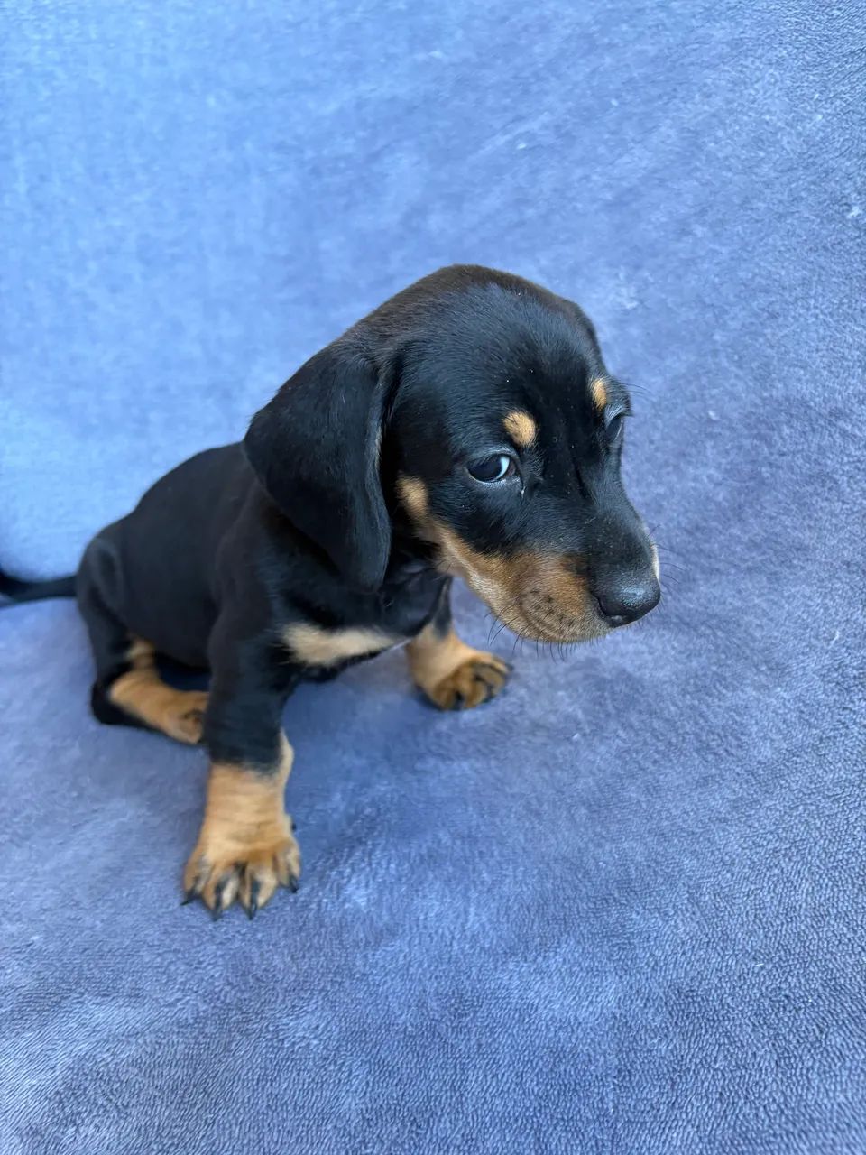 Dachshund fêmea  - Foto 3