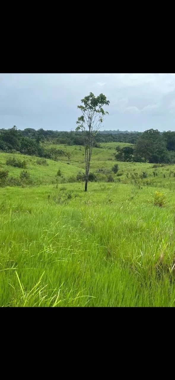 Fazenda região do pará  - Foto 3