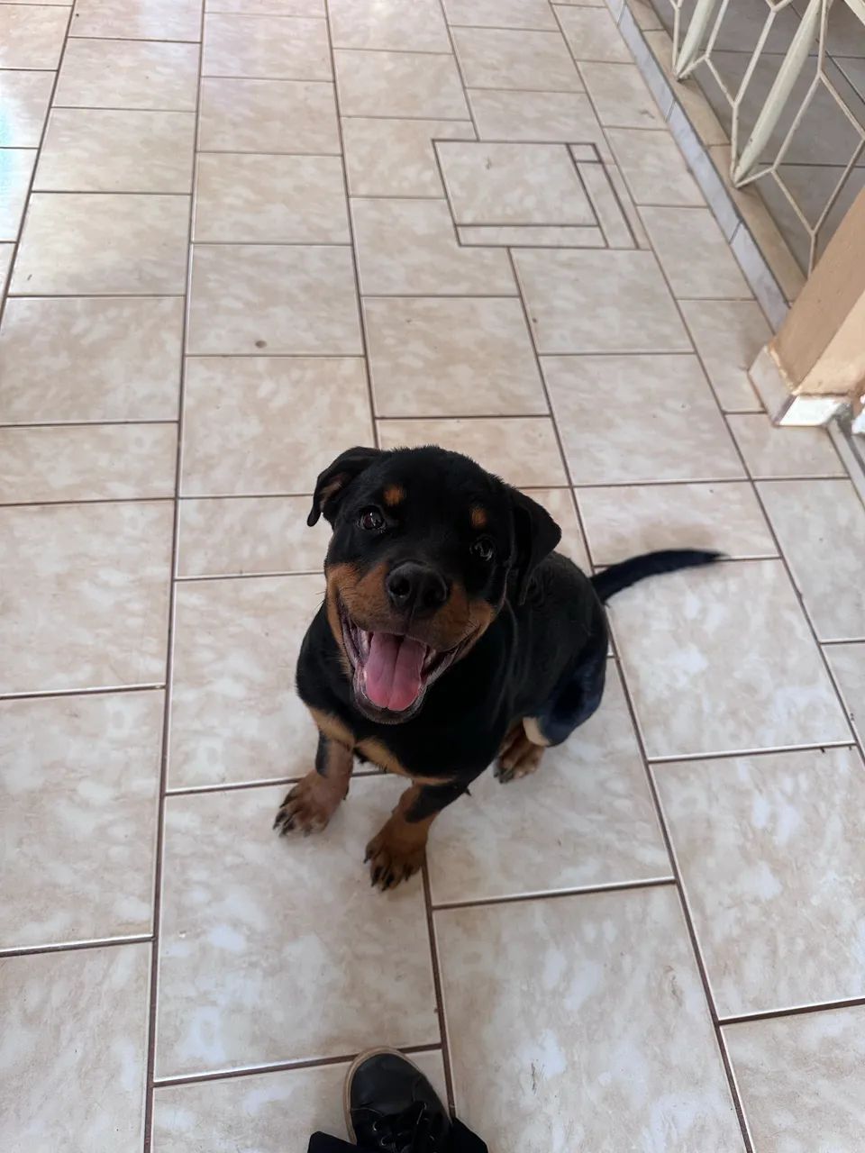 Vendo Rotweiller - 4 meses - Foto 2